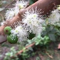 <i>Plinia cauliflora</i> (Mart.) Kausel